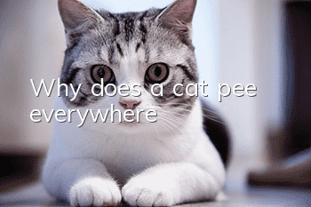 Why does a cat pee everywhere?
