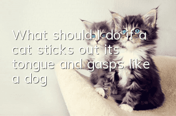What should I do if a cat sticks out its tongue and gasps like a dog?