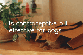 Is contraceptive pill effective for dogs?