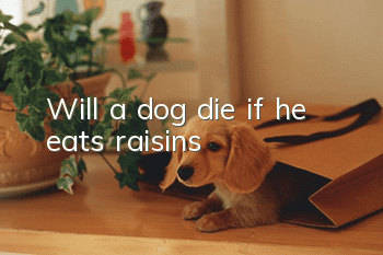 Will a dog die if he eats raisins?