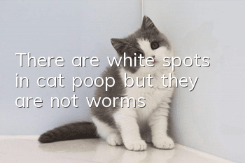 There are white spots in cat poop but they are not worms