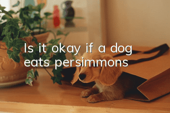 Is it okay if a dog eats persimmons?