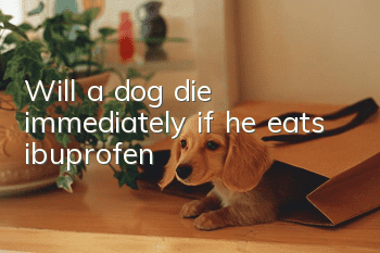 Will a dog die immediately if he eats ibuprofen?