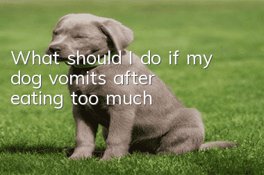 What should I do if my dog vomits after eating too much?