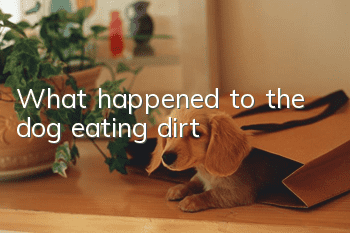What happened to the dog eating dirt?