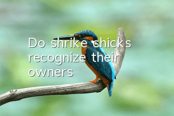Do shrike chicks recognize their owners?
