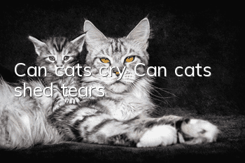 Can cats cry? Can cats shed tears?