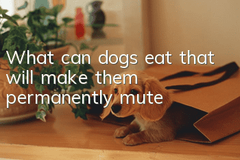 What can dogs eat that will make them permanently mute?