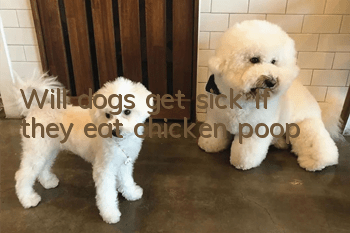 Will dogs get sick if they eat chicken poop?
