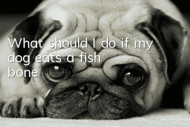 What should I do if my dog eats a fish bone?