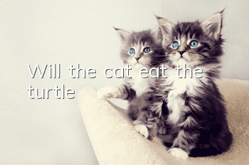 Will the cat eat the turtle?