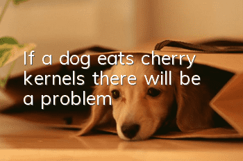 If a dog eats cherry kernels, there will be a problem