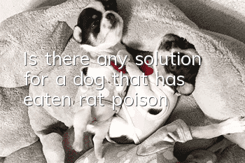 Is there any solution for a dog that has eaten rat poison?