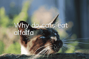 Why do cats eat alfalfa?