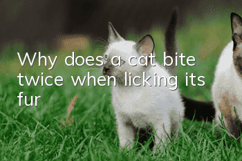 Why does a cat bite twice when licking its fur?