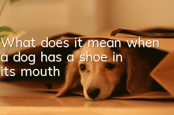 What does it mean when a dog has a shoe in its mouth?