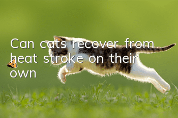 Can cats recover from heat stroke on their own?