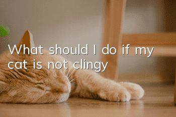 What should I do if my cat is not clingy?