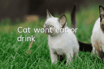 Cat won’t eat or drink