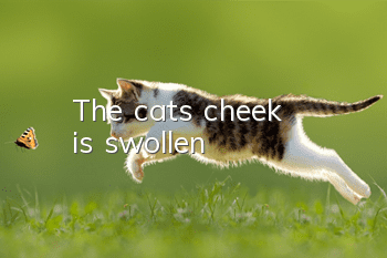 The cat's cheek is swollen