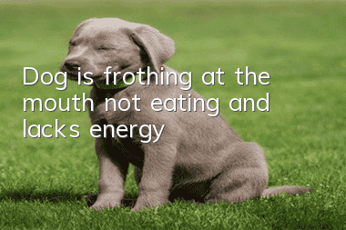 Dog is frothing at the mouth, not eating, and lacks energy