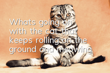 What's going on with the cat that keeps rolling on the ground and meowing?
