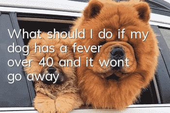 What should I do if my dog has a fever over 40 and it won’t go away?