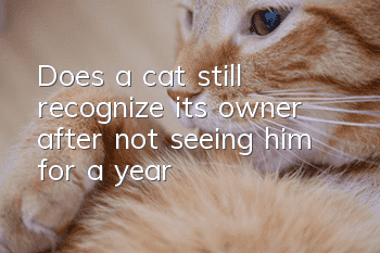 Does a cat still recognize its owner after not seeing him for a year?