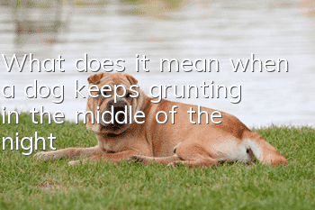 What does it mean when a dog keeps grunting in the middle of the night?