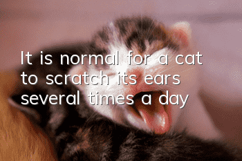 It is normal for a cat to scratch its ears several times a day