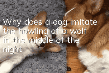 Why does a dog imitate the howling of a wolf in the middle of the night?