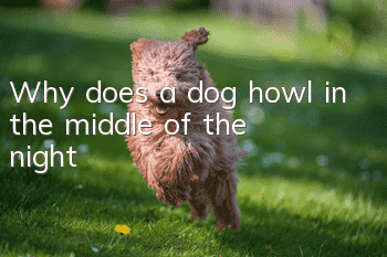 Why does a dog howl in the middle of the night?
