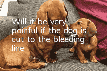 Will it be very painful if the dog is cut to the bleeding line?