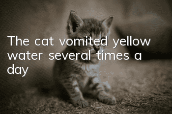 The cat vomited yellow water several times a day