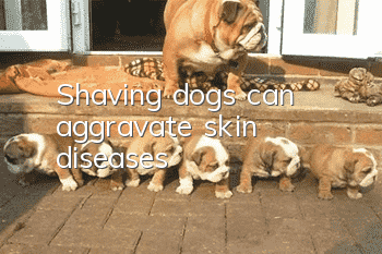 Shaving dogs can aggravate skin diseases