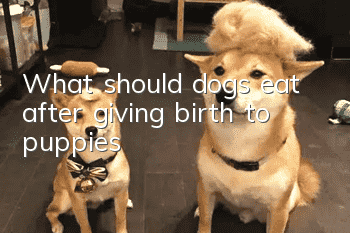 What should dogs eat after giving birth to puppies?