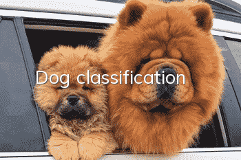 Dog classification