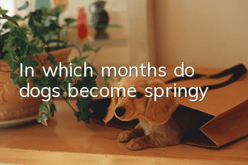 In which months do dogs become springy?