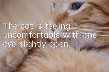 The cat is feeling uncomfortable with one eye slightly open.