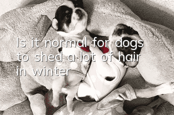 Is it normal for dogs to shed a lot of hair in winter?