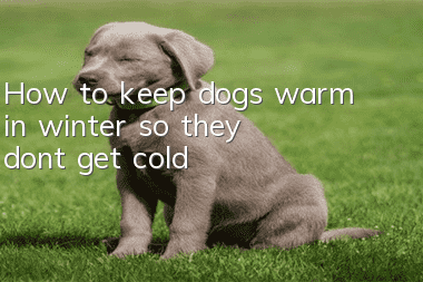 How to keep dogs warm in winter so they don’t get cold