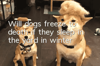 Will dogs freeze to death if they sleep in the yard in winter?