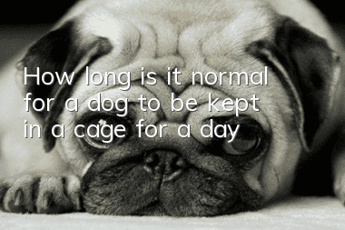 How long is it normal for a dog to be kept in a cage for a day?