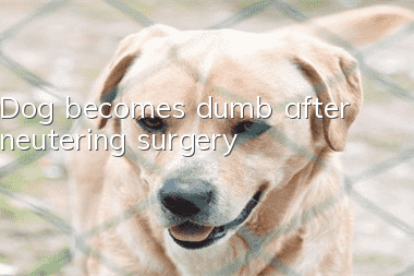 Dog becomes dumb after neutering surgery