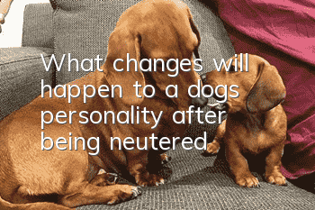 What changes will happen to a dog’s personality after being neutered?