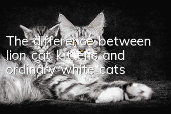 The difference between lion cat kittens and ordinary white cats