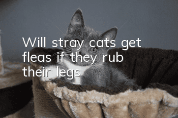 Will stray cats get fleas if they rub their legs?