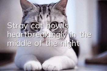 Stray cat howls heartbreakingly in the middle of the night