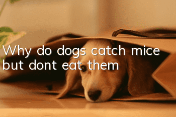 Why do dogs catch mice but don’t eat them?