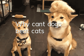 Why can't dogs beat cats?